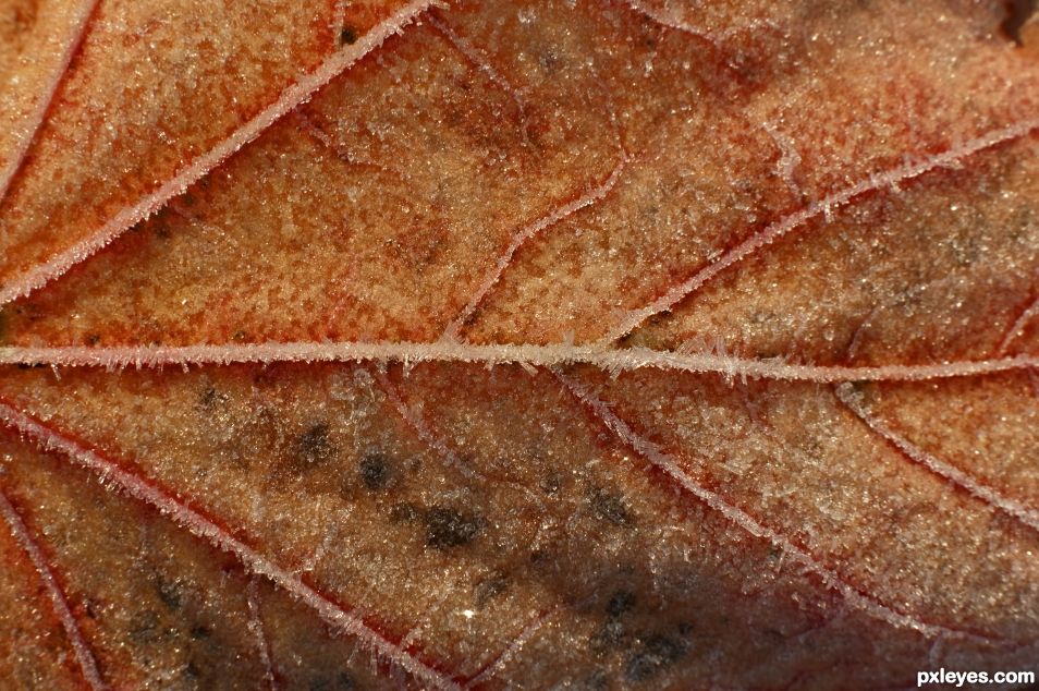 Frosted Leaf