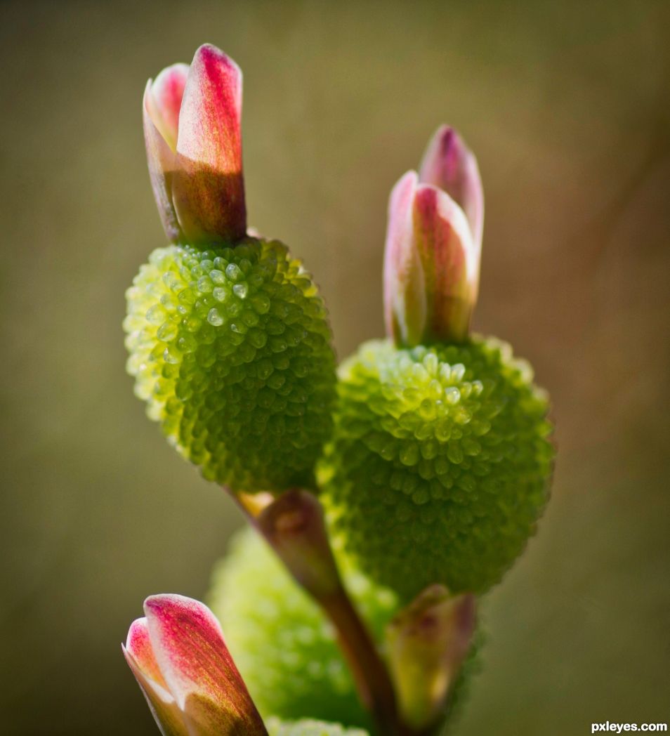 Buds