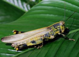 Locust