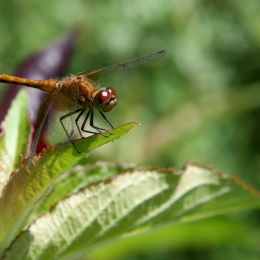 Dragonfly