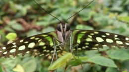 A Butterflies Portrait