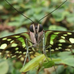 A Butterflies Portrait Picture