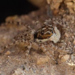 Jumpingspider