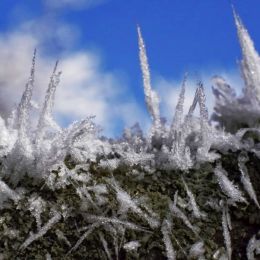 HoarFrost