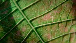 Poinsetta Leaf
