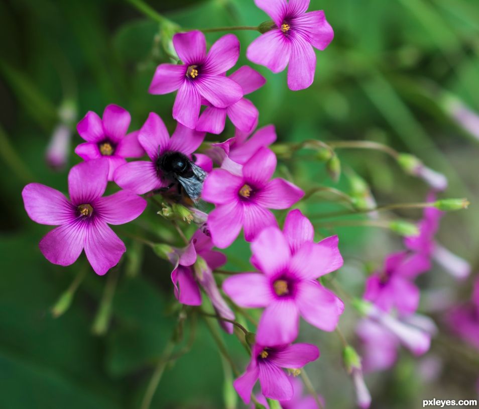 Dark bee on oxalys