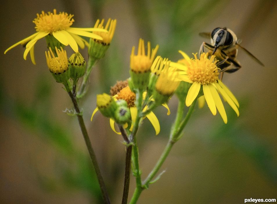 Brownish insect on yellow flowers