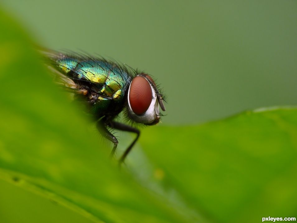 Green fly