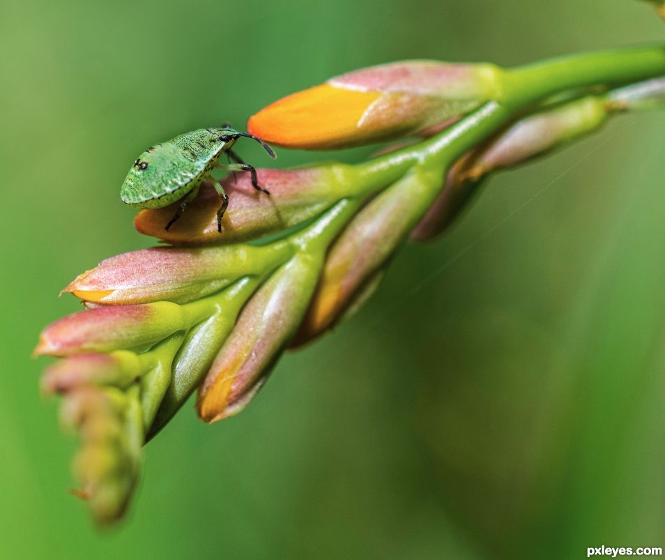 Stinky bug on a montbretia