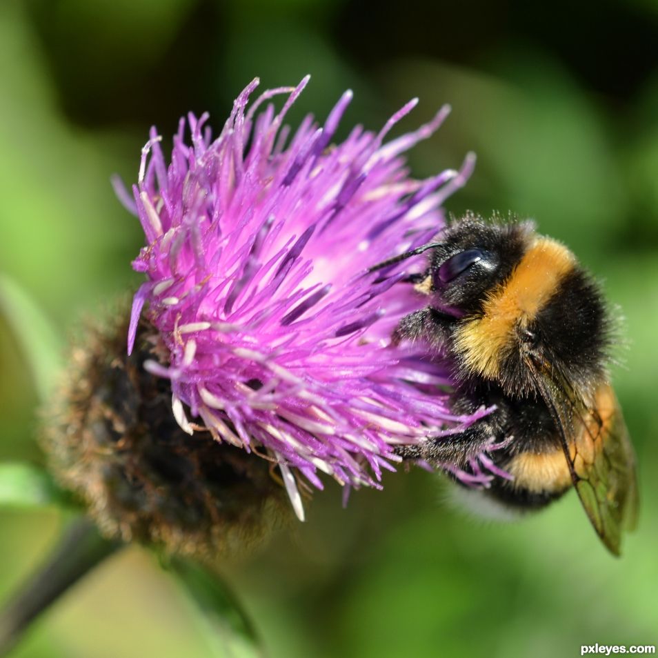 Bumblebee on a clover flower