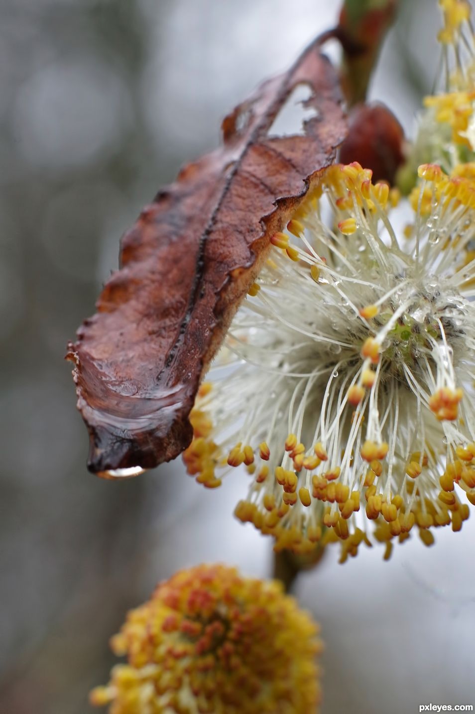 Soft Spring Rain