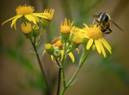 Brownish insect on yellow flowers