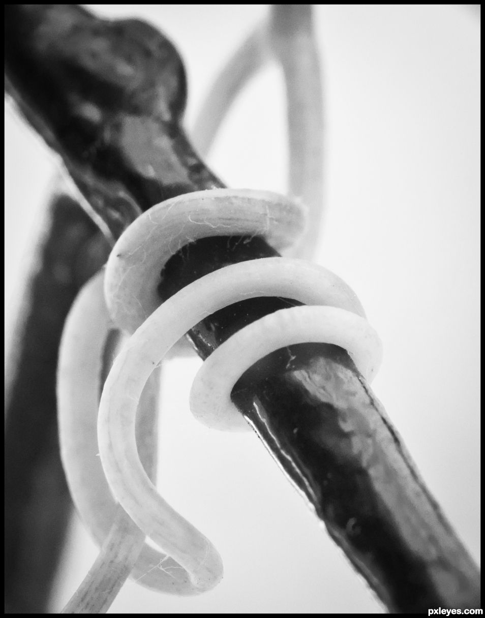 Grapevine on fence in b&w