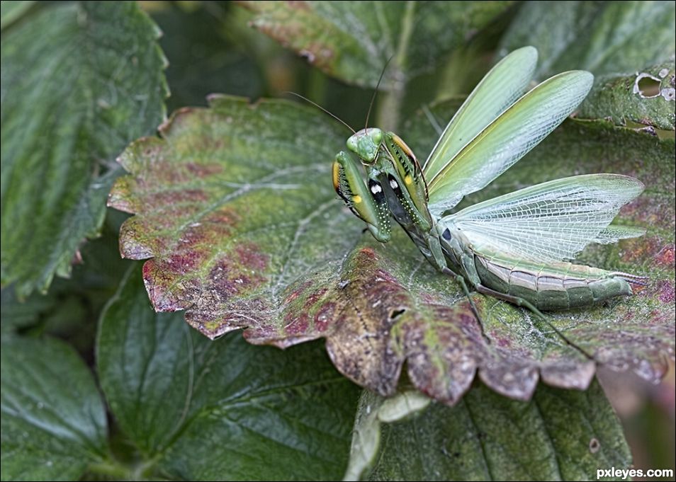 Praying Mantis