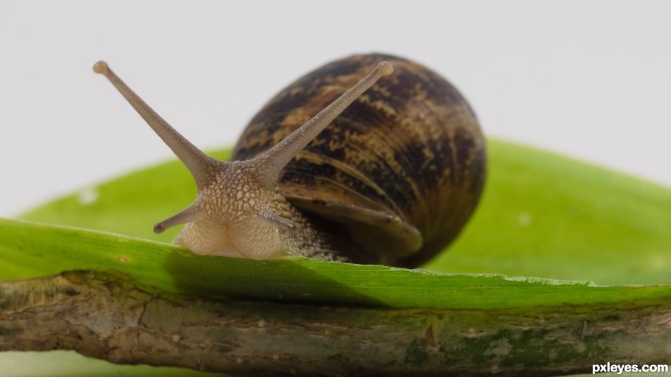 Curious snail