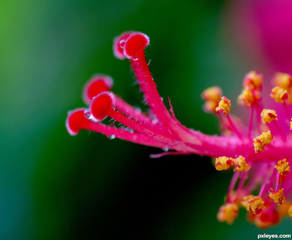 Hibiscus stamen 