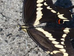 Swallowtail