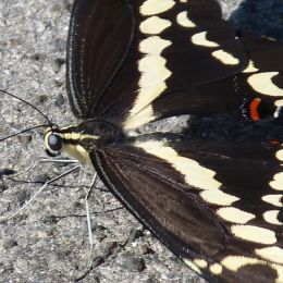 Swallowtail