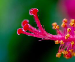 Hibiscus stamen 