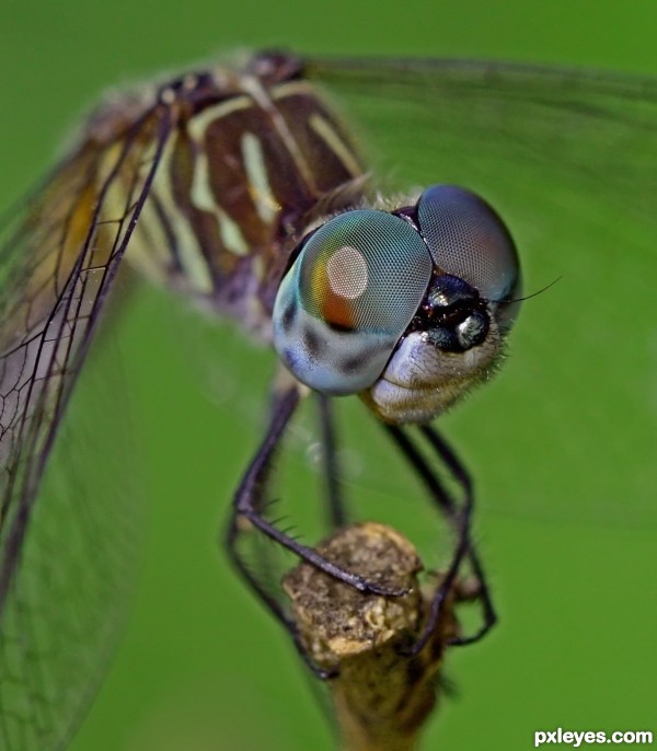 Blue Dasher photoshop picture