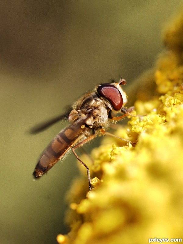 Flower Fly