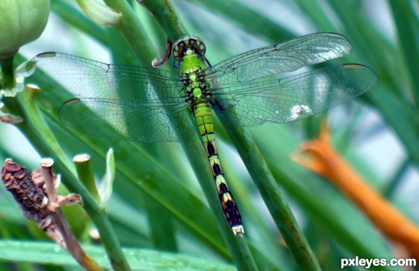 Gossamer Wings