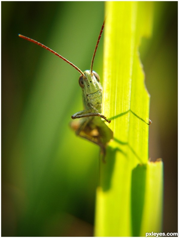 Grasshopper