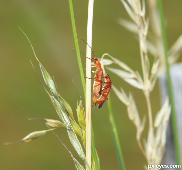 Insects