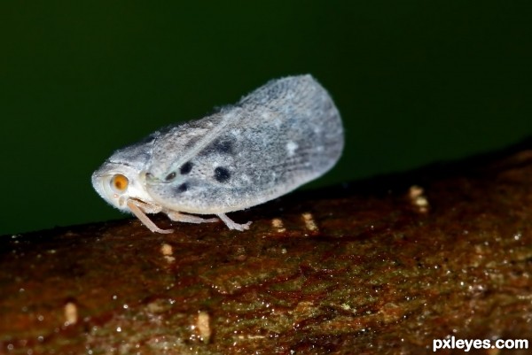 Leafhopper