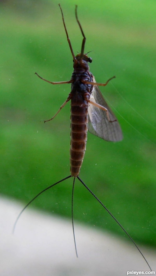 Mayfly