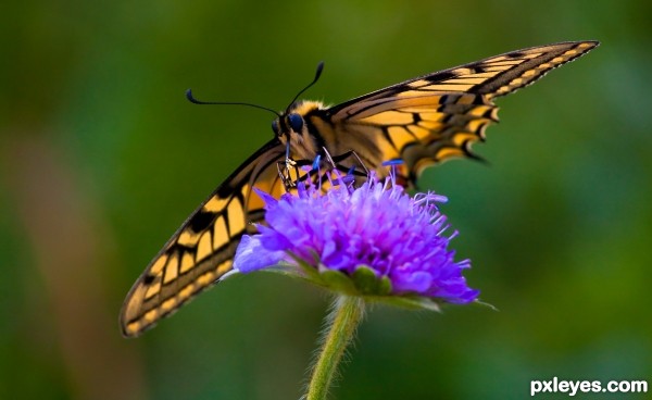 Mountain Butterfly photoshop picture