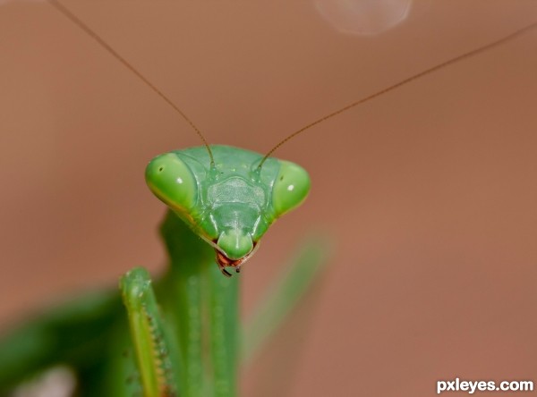 Praying mantis