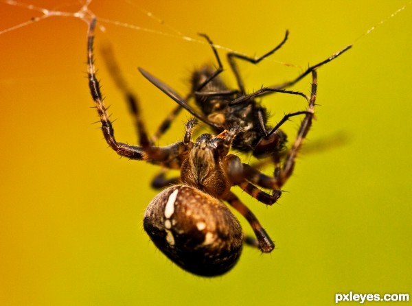 Spider caught a fly