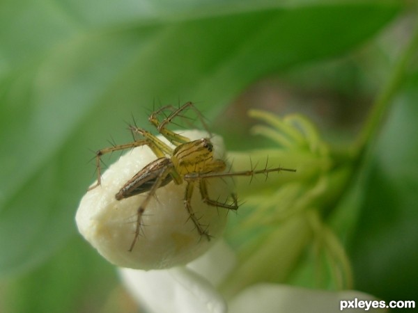 spidy on the flower