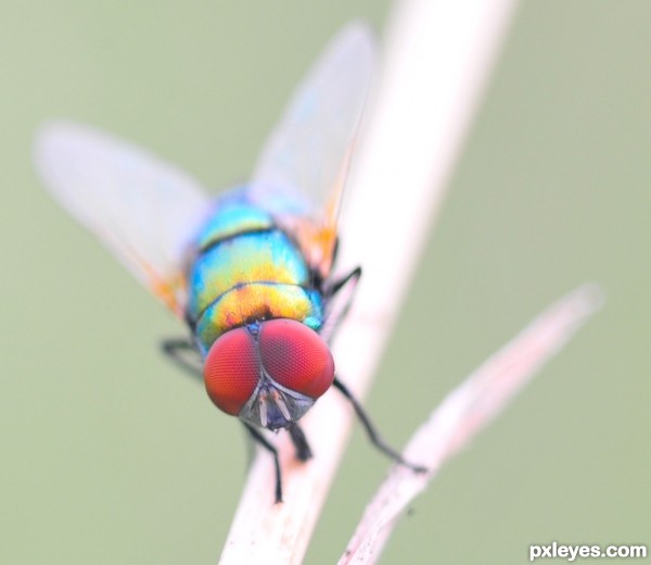 vivid fly