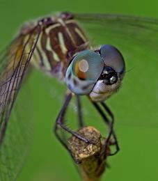 Blue Dasher Picture