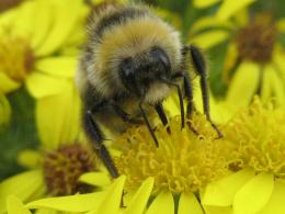 Feeding Bee