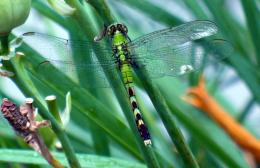 GossamerWings