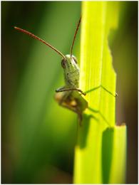 Grasshopper