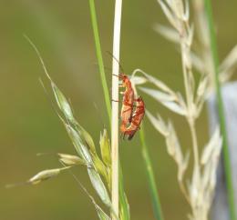 Insects