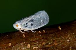 Leafhopper