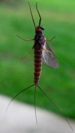 Mayfly