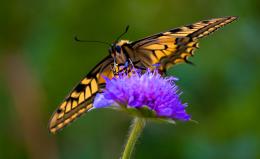 Mountain Butterfly