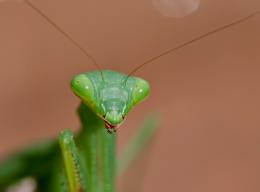 Praying mantis