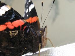 Red Admiral