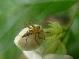 spidy on the flower