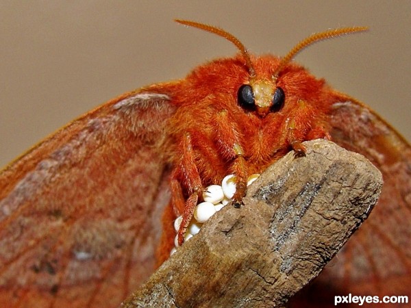 A Natural Redhead