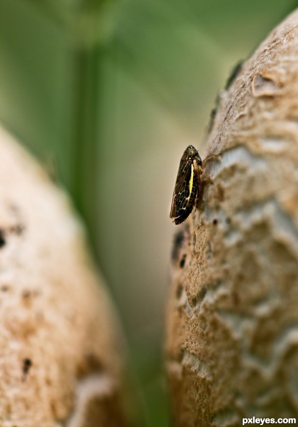 Hiding on a mushroom