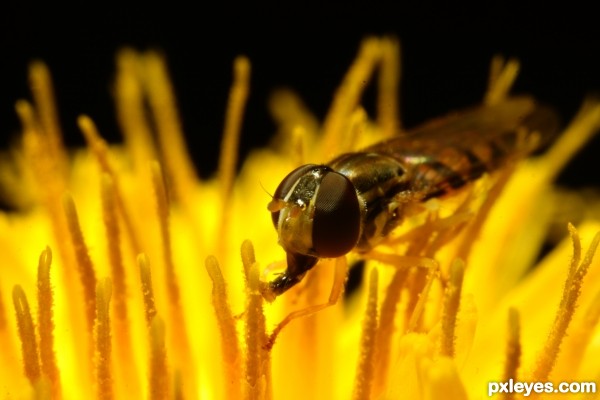 Hoverfly