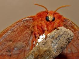 A Natural Redhead